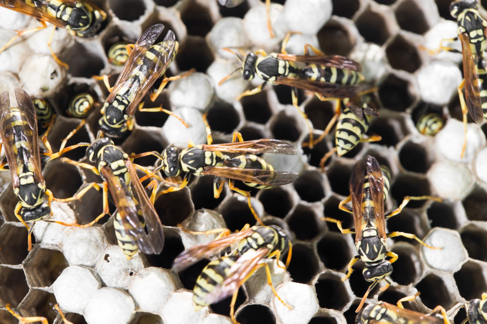 Rove Pest Control Minneapolis Wasp And Hornet Control And Extermination