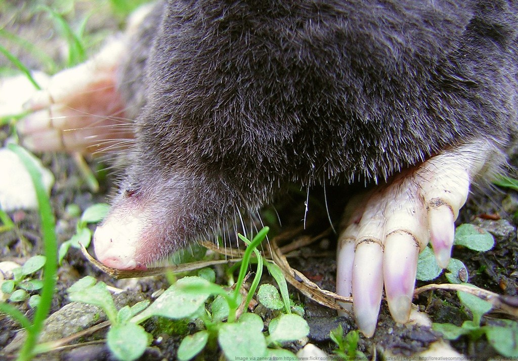 Mole Control & Extermination in St. Paul Rove Pest Control