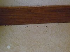 Ants baseboard3