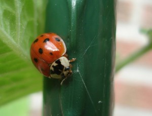 ladybug-13208_1280-2
