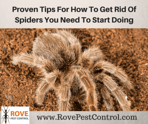 how to get rid of spiders, pest control, rove pest control, rovepestcontrol.com, natural pest control