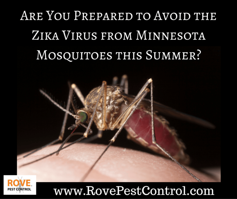 Are you prepared to Avoid the Zika Virus from Minnesota Mosquitoes this summer? Rove Pest Control