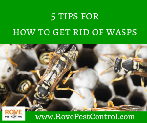 wasp removal, how to get rid of wasps, wasp nests, pest control, rove pest control, rovepestcontrol.com, minnesota pest control, pest control minnesota, minneapolis pest control, pest control minneapolis