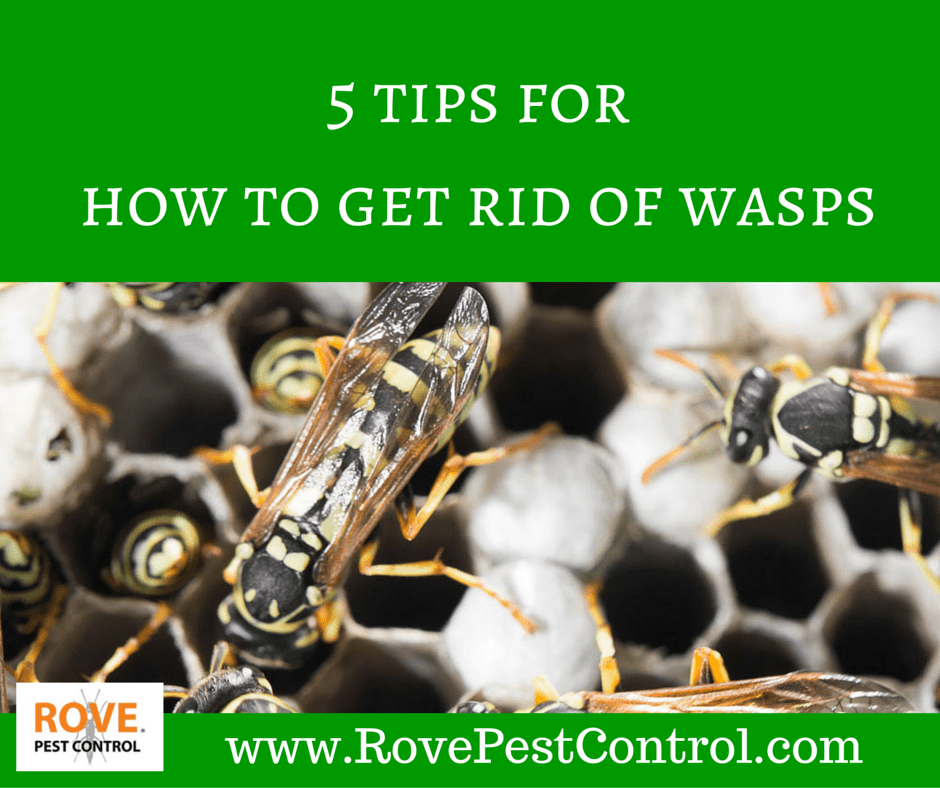 5 tips for how to get rid of wasps Rove Pest Control