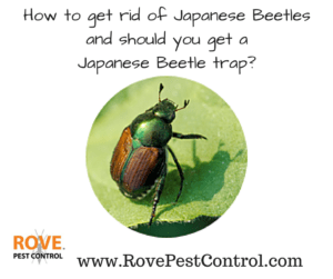Japanese beetles, Japanese beetle, Japanese beetle trap, Japanese beetle traps, how to get rid of japanese beetles, 
