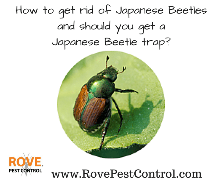 How to get rid of Japanese Beetles and should you get a Japanese beetle