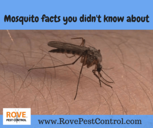 mosquito, mosquito facts, mosquitoes, minnesota, minneapolis, pest control, minnesota pest control services, 