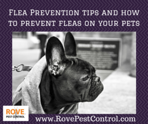 how to prevent fleas, how to protect your pets from fleas, flea prevention, getting rid of fleas