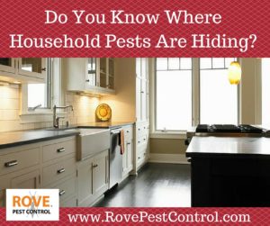 Do You Know Where Household Pests Are Hiding, structural pests, pest control service, 