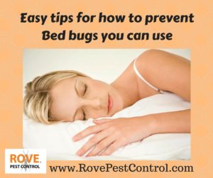 how to prevent bed bugs, prevent bed bugs, preventing bed bugs