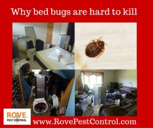 how to kill bed bugs, getting rid of bed bugs, bed bug prevention, faqs about bed bugs