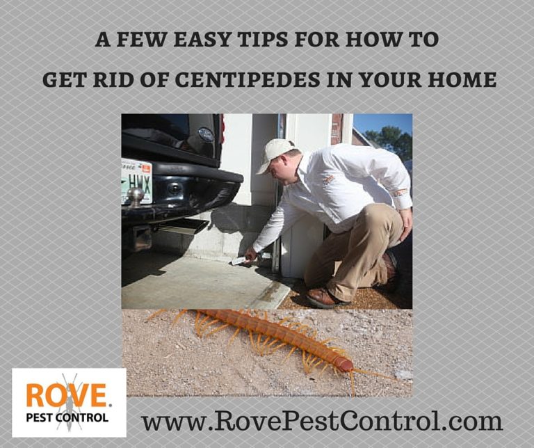 A few easy tips for how to get rid of centipedes in your home Rove