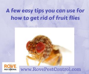 fruit flies, how to get rid of fruit flies, getting rid of fruit flies, how to kill fruit flies