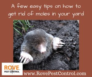 A few easy tips on how to get rid of moles in your yard