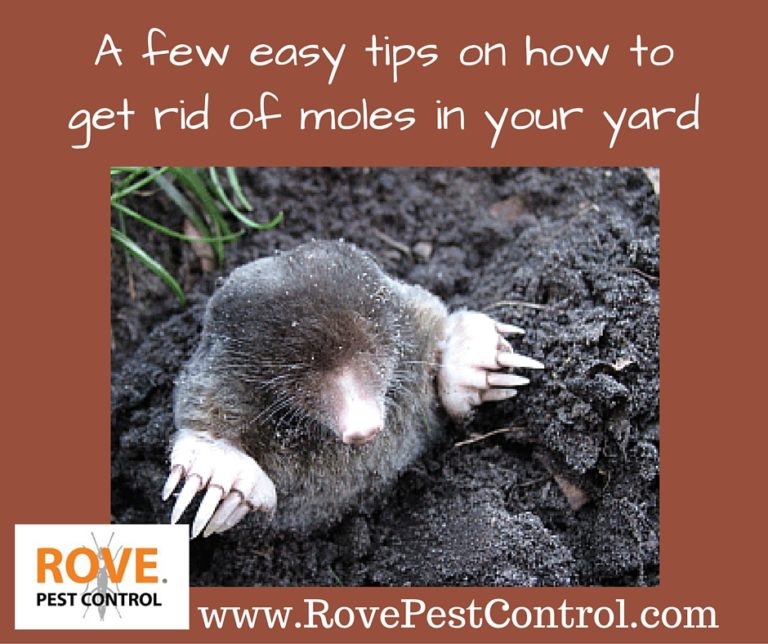 A few easy tips on how to get rid of moles in your yard - Rove Pest Control