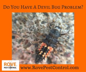 Do you have a Devil bug problem_