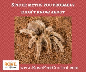 spider facts, spiders facts, spider myths, spiders myths