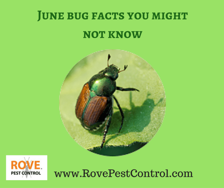 June bug facts you might not know Rove Pest Control