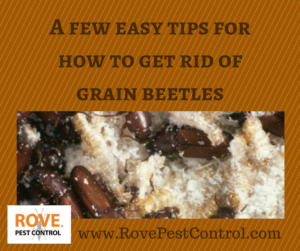 grain beetles, how to get rid of grain beetles, 