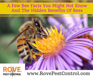 bee facts, benefits of bees, benefits of honey, 