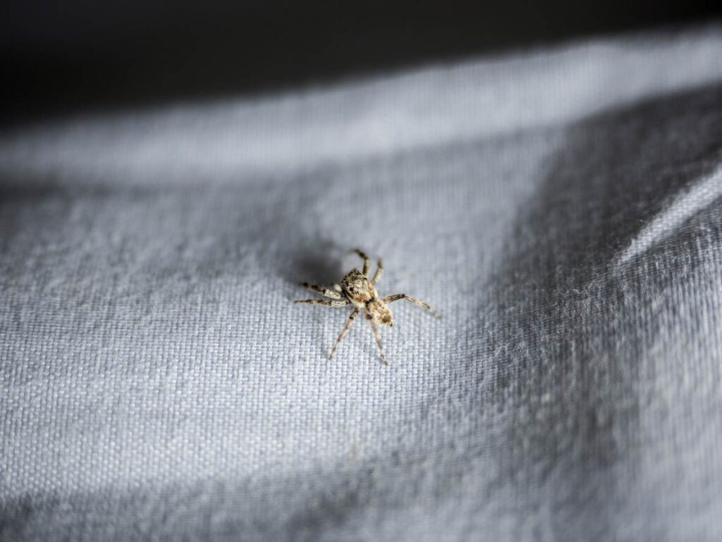 A lone spider sits on a woven sheet.