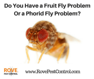 fruit fly, fruit flies, phorid fly, phorid flies