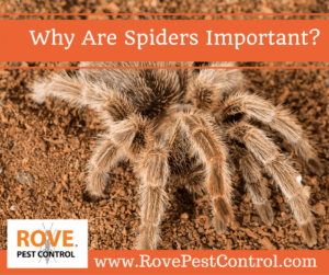 why are spiders important, benefits of spiders, what's good about spiders, 