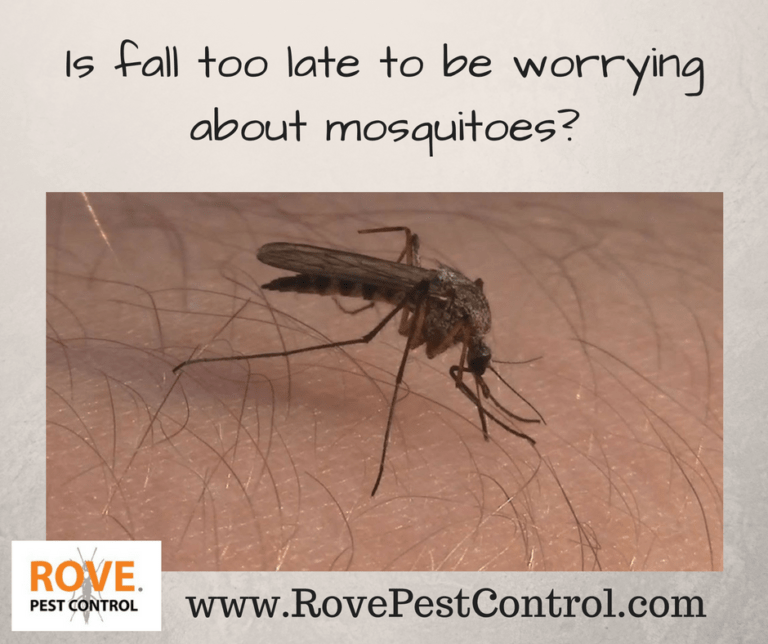 Is fall too late to be worrying about mosquitoes? Rove Pest Control
