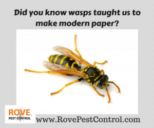 wasps, paper wasps, making paper, history of paper, 