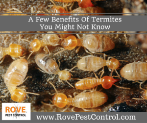 benefits of termites, termites, 