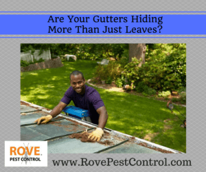 pest control, earwigs, earwig, pest control service, 