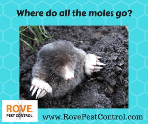 moles, mole facts, mole pest control, pest control service, pest control,