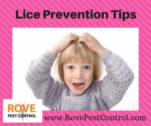 how to prevent lice, lice prevention, lice prevention tips, how to prevent lice, lice, pest control