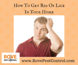 how to get rid of lice, getting rid of lice, how to prevent lice, lice prevention 