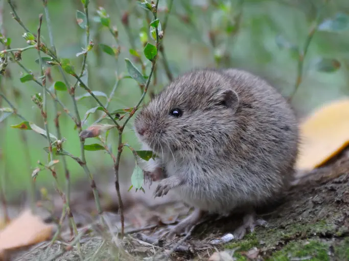 Close-up of a vole in a natural setting, sitting on a log and nibbling on a plant, surrounded by green foliage and leaves.