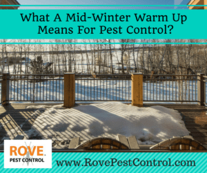 winter pest control, mild winter, minnesota pest control, pest control tips, pest control service