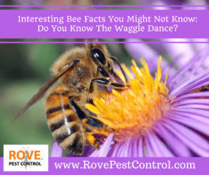 bee facts, bees, waggle dance,