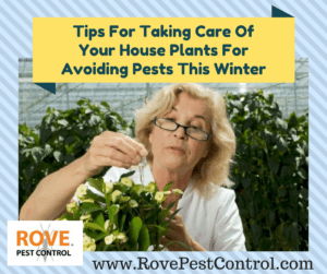 tips-for-taking-care-of-your-house-plants-and-avoid-pests-this-winter, winter pest control, pest control tips, house plants