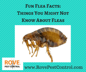 fleas, flea facts, how to get rid of fleas, flea prevention, preventing fleas