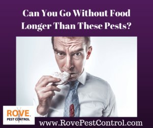 Can You Go Without Food Longer Than These Pests-