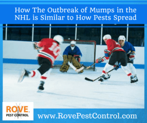 mumps nhl, mumps, mumps in the nhl, pest control, pest control tips,