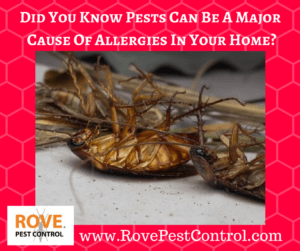spring pest control, seasonal allergies, pest allergies, pest allergy, roach allergy, mice allergy, rodent allergy 