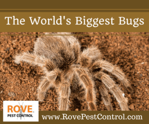 the world's biggest bugs, big bugs, largest bugs, 