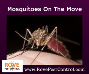 Mosquito removal, mosquitoes, mosquito pest control, 