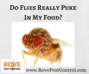 flies, fruit flies, do flies puke, fly vomit