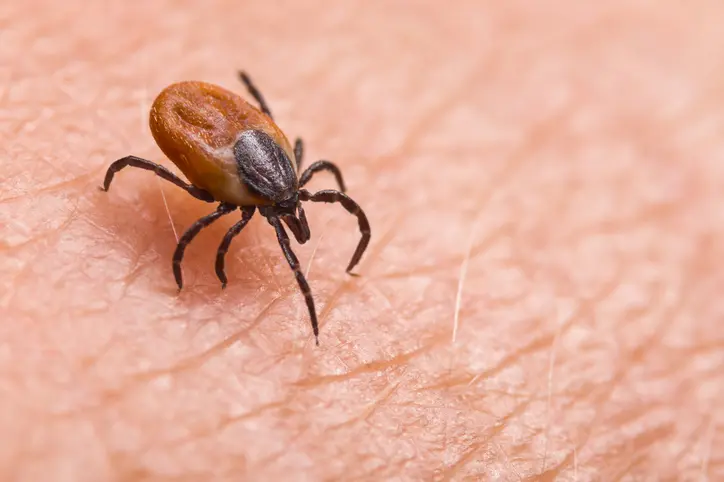 Close-up of a brown and black tick on human skin.