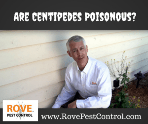 Centipedes, are centipedes poisonous 