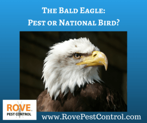 the bald eagle, national bird, protected species, pest control, natural pest control
