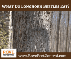 longhorn beetle, long horn beetle, longhorn beetle removal, how to get rid of the longhorn beetle, what do longhorn beetles eat, what does the longhorn beetle eat