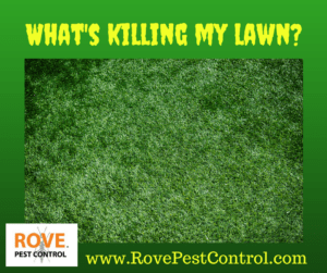 What's killing my lawn, lawn pests, lawn pest control, moles, voles, worms, grubs